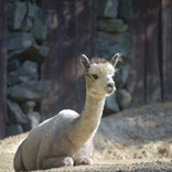 Vítání do smečky: brněnská zoo představí návštěvníkům letošní mláďata